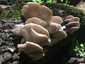 Nyári laskagomba (Pleurotus pulmonarius), Vértes